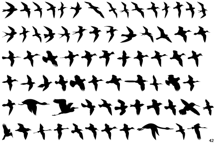 Birds Flying