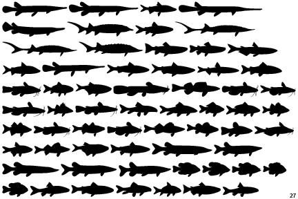 Fish Fresh