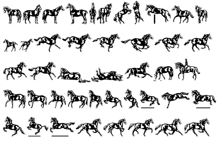 Linotype Dressage