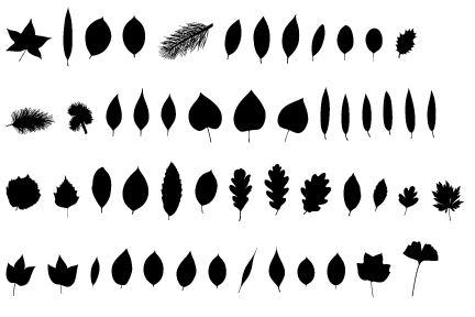 Fontfoliae