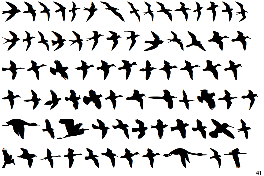 Birds Flying