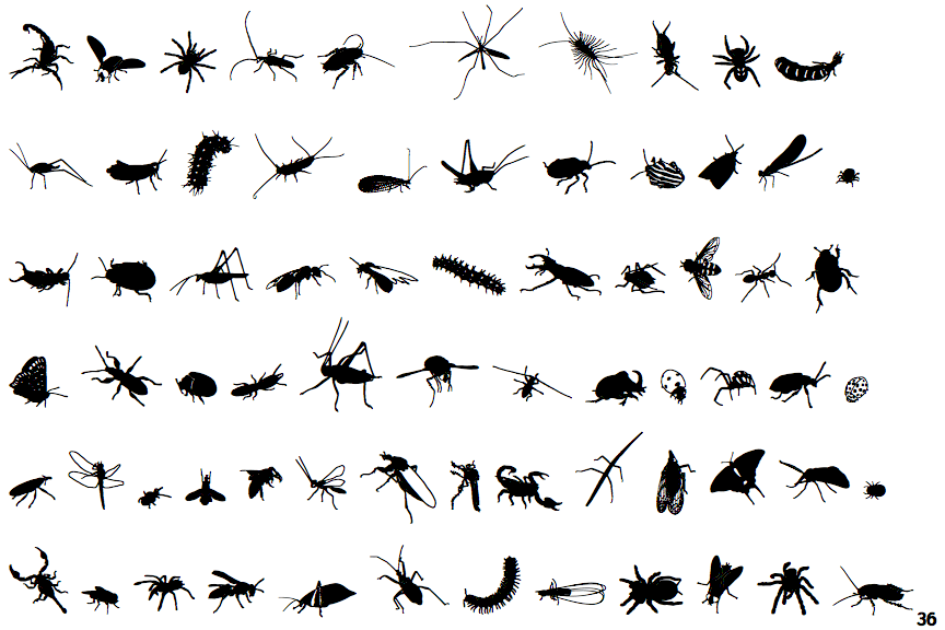 Insects